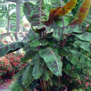 Op de afbeelding: Een grote bananenplant met brede, langwerpige bladeren met een gevarieerd patroon van diepgroene en donkerbruine of paarse vlekken. De plant heeft een dikke, stevige centrale stengel en staat in een ronde pot met zichtbaar blad.