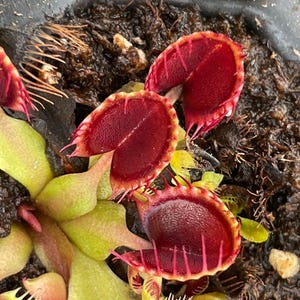 ディオネアカップトラップ – 10粒 – 希少食虫植物、カップ型トラップ、鉢植え栽培に最適、高品質