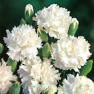 Puede incluir: Primer plano de flores de clavel blancas en plena floración, con pétalos rizados y capullos verdes. Las flores están agrupadas, creando una apariencia exuberante y texturizada. El fondo es verde oscuro borroso.