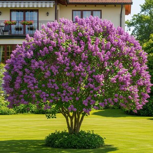 Peut inclure: Un lilas en pleine floraison, présentant des grappes de fleurs violettes. L'arbre se dresse sur une pelouse bien entretenue, avec une maison et un balcon en arrière-plan. L'image capture la beauté de la nature et d'un jardin soigné.