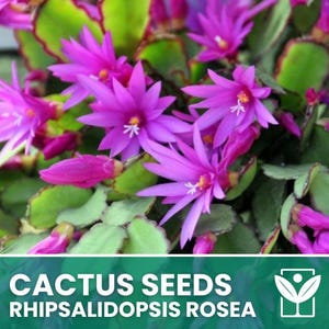 Rhipsalidopsis Rosea – 10 Sementes – Sementes de Cacto da Páscoa, Planta Suculenta, Cactáceas, Flor, Alta Germinação