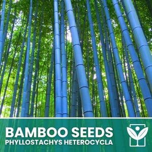 Blauwe bamboe – 10 zaden – Zaden van blauwe bamboe (Phyllostachys Heterocycla), zeldzaam, hoge kiemkracht, niet-GMO