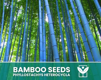 巨大孟宗竹 Phyllostachys pubescens 150粒 - 種子 - Etsy 日本
