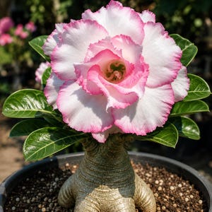 May include: A desert rose plant featuring a large, multi-layered flower with white petals and vibrant pink ruffled edges. The plant has a thick, bulbous, textured caudex base and glossy, dark green, oval-shaped leaves growing in a black pot.