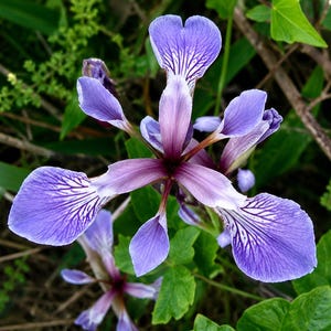 Könnte beinhalten: Eine leuchtend violette Irisblüte mit sechs Blütenblättern, die ausgeprägte dunkelviolette Adernmuster aufweisen, welche von der Mitte ausstrahlen. Die Blüte zeigt eine Mischung aus hellen und tiefen Violetttönen mit einem dunkelroten Kern.