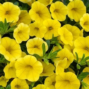 Può includere: Un denso gruppo di fiori di petunia giallo brillante con cinque petali arrotondati ciascuno, caratterizzati da sottili venature giallo scuro che si irradiano dal centro, intervallate da piccole foglie verdi appuntite.