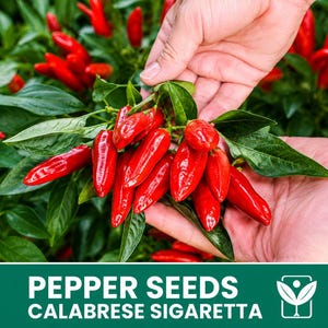 May include: A cluster of bright red Calabrese Sigaretta peppers attached to a green stem with leaves. The text PEPPER SEEDS CALABRESE SIGARETTA is printed in white on a dark green background at the bottom, accompanied by a small white plant icon.