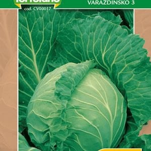 Col Futoski – 30 semillas – Heirloom, productiva, resistente, sabor intenso, alta germinación, sin OMG