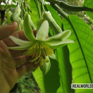 Passiflora Macrophylla – 10 semillas – Flor tropical rara, alta tasa de germinación, hoja grande y decorativa, ideal para interiores, sin OMG