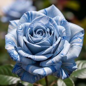 Semillas de Rosa Azul – 50 Semillas – Flor exótica y rara, perenne, de alta calidad, seleccionada, ideal para jardín y maceta