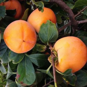 Peut inclure: Plusieurs kakis ronds, lisses et orange vif suspendus à une branche d'arbre. Les fruits sont entourés de feuilles vert foncé de forme ovale avec des nervures visibles. Les branches sont ligneuses et brunes, reliant les fruits au feuillage.