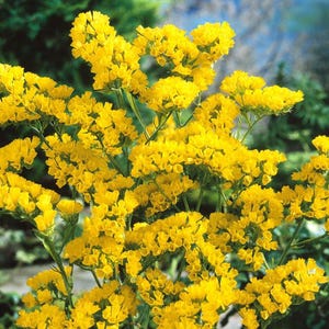 Peut inclure: Gros plan sur des fleurs jaune vif composées de nombreuses petites fleurs regroupées. Les fleurs présentent des pétales délicats et se détachent sur un arrière-plan flou de verdure et de ciel bleu. L'image met en valeur la beauté naturelle de la composition florale.