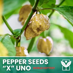50 Semi Peperoncino X Uno Official – World Hottest Pepper Seeds + Rari, Selezionati, Pianta Ornamentale, Piccantezza Estrema, Non-GMO