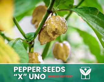 50 Semillas de Chile Oficiales - Las Semillas de Chile Más Picantes del Mundo + Planta Ornamental Extremadamente Seleccionada, Sin OMG
