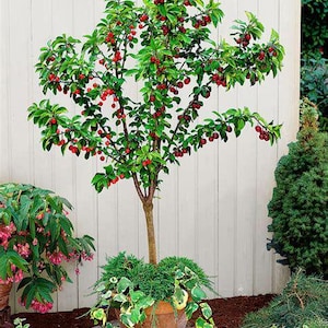 May include: A potted cherry tree, abundant with red cherries, set against a white fence. The tree has lush green leaves and branches, and the pot is surrounded by greenery. A delightful feature for any garden, with a height of approximately 1.5 meters.