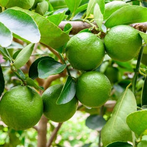Op de afbeelding: Close-up van een limoenboomtak met verschillende felgroene limoenen en weelderige groene bladeren. De limoenen zijn rond en hebben een licht getextureerd oppervlak, wat duidt op versheid. De afbeelding legt de natuurlijke schoonheid van de vrucht vast.