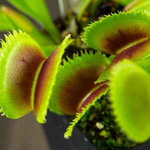 Dionea dentata – 10 Samen – Seltene fleischfressende Pflanze, Fallen mit gezackten Rändern, ideal für die Topfkultur, hohe Qualität