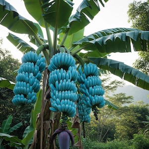 Musa Itinerans Burmese Blu – 10 Semi – Banana Blu Rara, Alta Qualità, Pianta Tropicale, Frutto Decorativo, Non-GMO