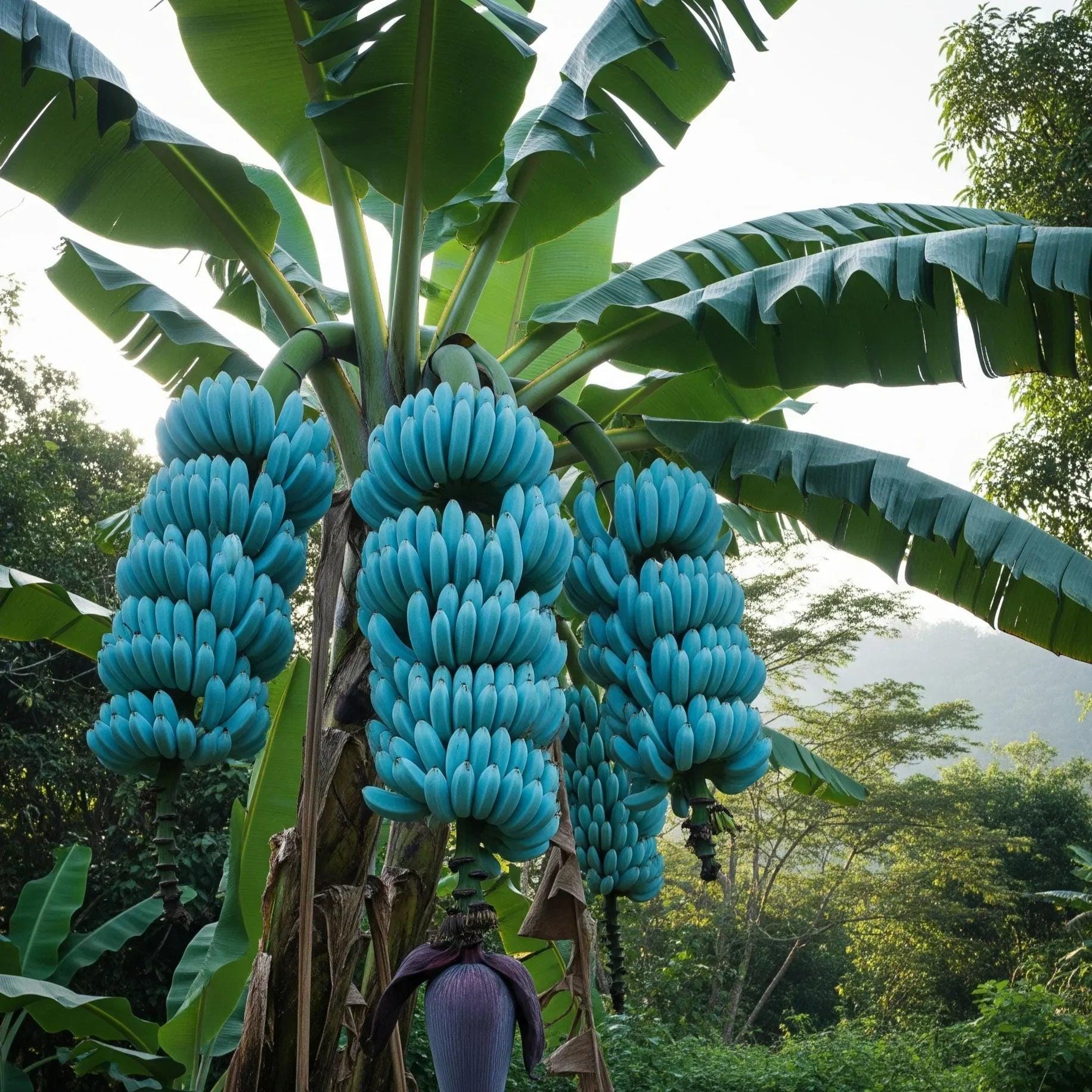 Musa Itinerans Burmese Blue  10 Samen  Seltene blaue Banane, hohe  Qualitt, tropische Pflanze, dekorative Frucht, gentechnikfrei - Etsy.de