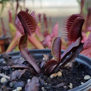 Dionea Akay Ryu – 10 Seeds – Rare Carnivorous Plant, Red Traps, Ideal for Pot Cultivation, High Quality