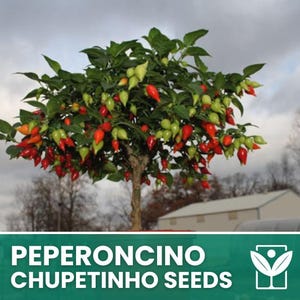 Può includere: Una piccola pianta di peperoncino carica di peperoncini rossi e verdi. La pianta ha un tronco marrone e foglie verdi. L'immagine include il testo "PEPERONCINO CHUPETINHO SEEDS" in lettere bianche su sfondo verde.
