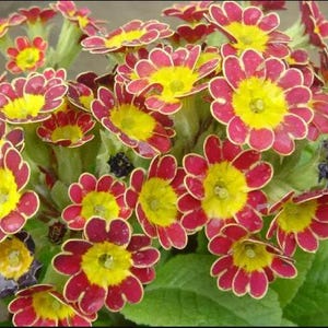 Primula Gold-Lace – 30 Seeds – Dark Flowers with Gold Edge, Ancient Variety, Ideal for Pots and Borders, High Germination