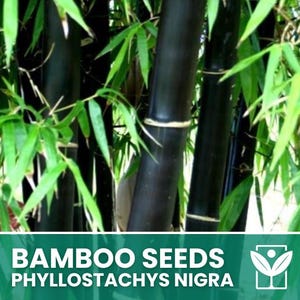 Op de afbeelding: Afbeelding van zwarte bamboestengels met heldergroene bladeren. De afbeelding bevat de tekst "BAMBOO SEEDS PHYLLOSTACHYS NIGRA" in witte letters op een groene achtergrond. De bamboestengels zijn donker, bijna zwart.
