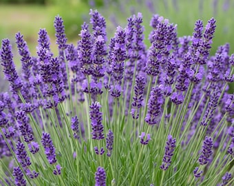 Lavanda Morada Gigante – 30 Semillas – Rara, Alta Germinación, Fragancia Intensa, Flores Grandes, Planta Aromática