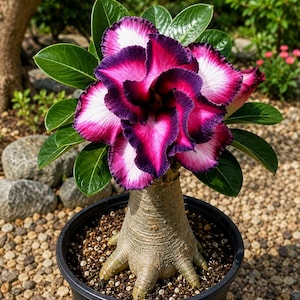 May include: A desert rose plant in a black plastic pot featuring a thick, textured, light brown caudex base and glossy green leaves. The flower has multiple layers of ruffled petals with a deep purple edge, a vibrant magenta centre, and white.