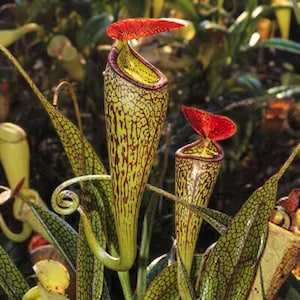 Può includere: Due piante carnivore con strutture tubolari allungate caratterizzate da un colore di base giallo-verde vibrante, ricoperto da un fitto motivo di venature rosso scuro. Ogni pianta presenta un coperchio rosso brillante sopra l'apertura.