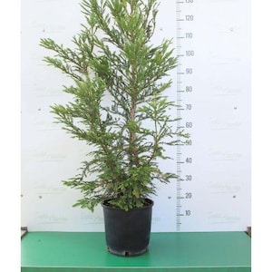 Sequoia Sempervirens – 10 Semillas – Árbol monumental, de larga vida, ideal para jardines grandes
