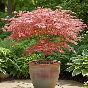 Bonsái Acer Palmatum – 10 semillas – Arce japonés, ideal para bonsáis y jardín, hojas decorativas de alta calidad, sin OMG