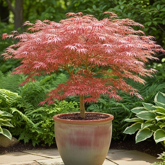 bonsai terreau Acheter de terreau bonsaï ? Commandé avant 16h30, Livraison rapide –  Sybotanica main image 0