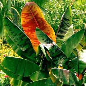 Puede incluir: Primer plano de una planta tropical con hojas verdes grandes y una hoja central vibrante. La hoja central muestra un patrón llamativo de tonos rojos, naranjas y amarillos, creando un contraste visual con el follaje verde.