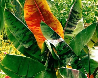 50 ムサ シッキメンシス種子、レッド タイガー バナナ種子、レッド