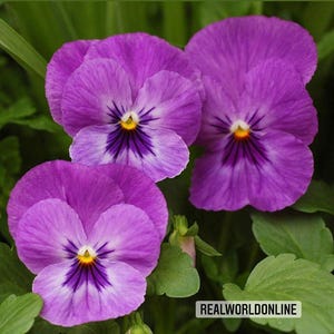 Viola – 30 Seeds – Various Coloured Flowers, Prolonged Flowering, Ideal for Borders and Pots, High Germination
