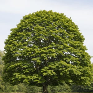 Acer Platanoides – 10 semillas – Árbol grande, hojas planas, ideal para sombra, alta calidad