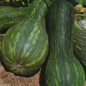 Lång Naplespumpa – 25 frön – Hög groningshastighet, Stor, Intensiv smak, Perfekt för trädgårdsskötsel och matlagning, Icke-GMO