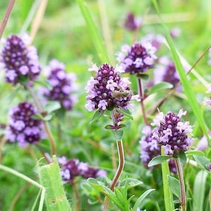 Timo Lavanda – 50 Semi, Profumo Floreale, Foglie Sottili, Raro, Facile da Coltivare, Alta Germinabilità, Non-GMO