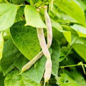 May include: Close-up of fresh green bean pods with a pale pinkish hue, intertwined against a backdrop of vibrant green leaves. The beans are slender and curved, showcasing their natural form. The image highlights the texture and colour of the beans and foliage.