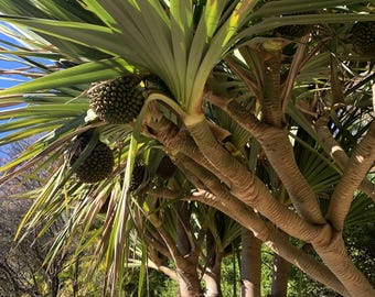 Pode incluir: Uma árvore tropical com folhas longas, verdes e amarelas e troncos marrons. Vários frutos grandes, verdes, semelhantes a abacaxis, pendem dos galhos. O fundo mostra outras árvores e um céu azul.