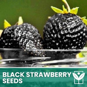 Black Strawberry – 10 Seeds – Black Strawberry Rare, Intense Flavor, High Quality, Ideal for Vegetable Garden and Balcony, Non-GMO