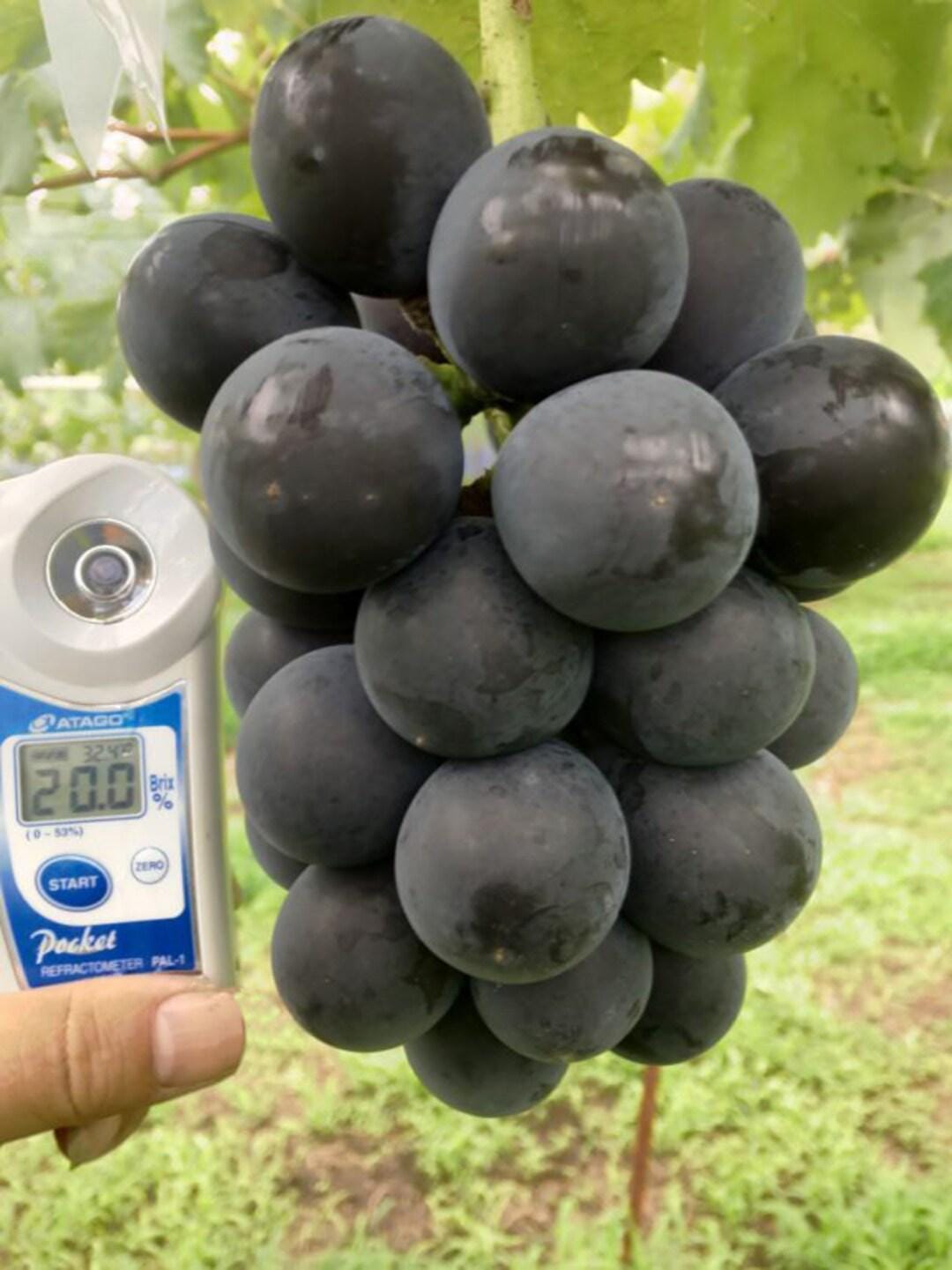 Uva Gigante Japonesa – 10 Sementes, Uvas Enormes, Doces, Variedade Rara ...