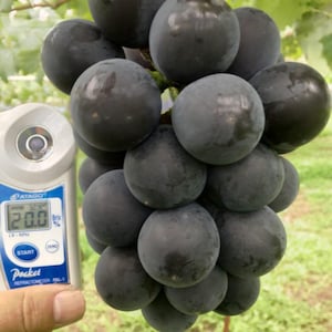 Uva Gigante Giapponese – 10 Semi, Acini Enormi, Dolce, Varietà Rara, Facile da Coltivare, Alta Germinabilità, Non-GMO