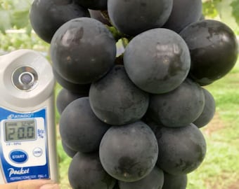Uva gigante japonesa: 10 semillas, uvas enormes, dulces, variedad rara, fácil de cultivar, alta germinación, sin OMG