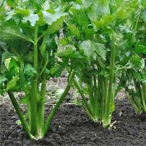 Apio verde para cortar – 30 semillas – Planta mediana, hojas finas y fragantes, verde brillante, nervaduras finas, crecimiento rápido, sin OMG