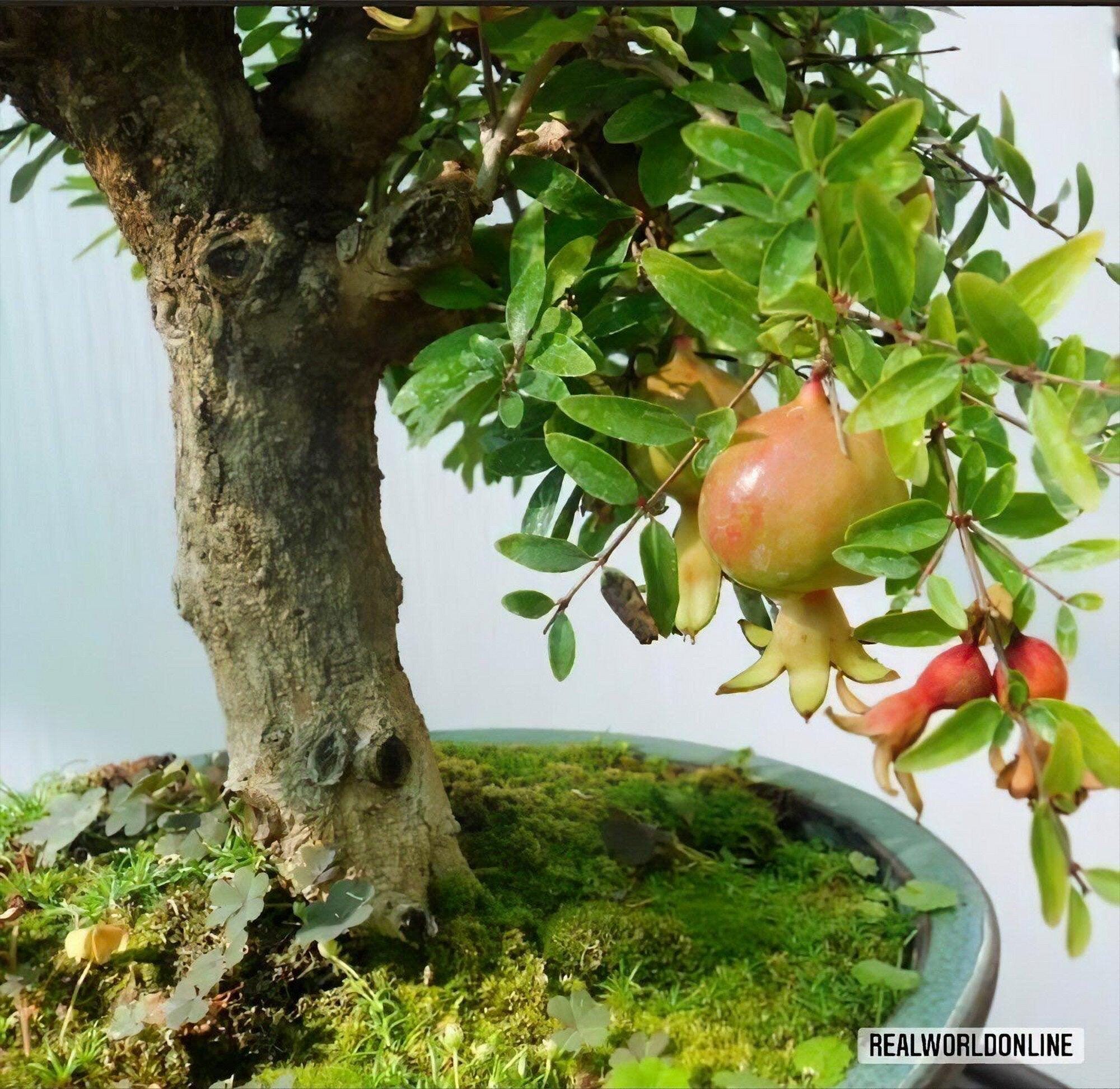 Dwarf Pomegranate Bonsai  10 Seeds  Punica Granatum, Ideal for Bonsai,  Decorative Flowers, Miniature Fruits, High Quality - Etsy Ireland
