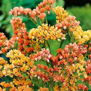 May include: A close-up of a vibrant bouquet of flowers in shades of orange, yellow, and peach. The flowers have small, clustered blooms and are set against a blurred green background. The image showcases the natural beauty of the floral arrangement.