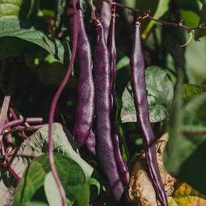 Purple Teepee Bean – 30 Seeds – Rare, Giant, High Germination, Purple Pods, Sweet Flavor, Non-GMO