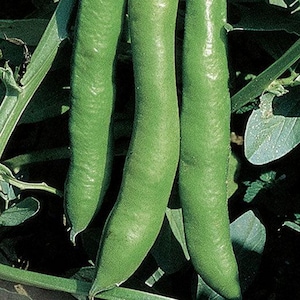 Puede incluir: Primer plano de tres vainas de habas verdes brillantes, que muestran su forma alargada y textura suave. Las vainas están rodeadas de hojas y tallos verdes, creando una apariencia natural y fresca. La imagen destaca los productos frescos.